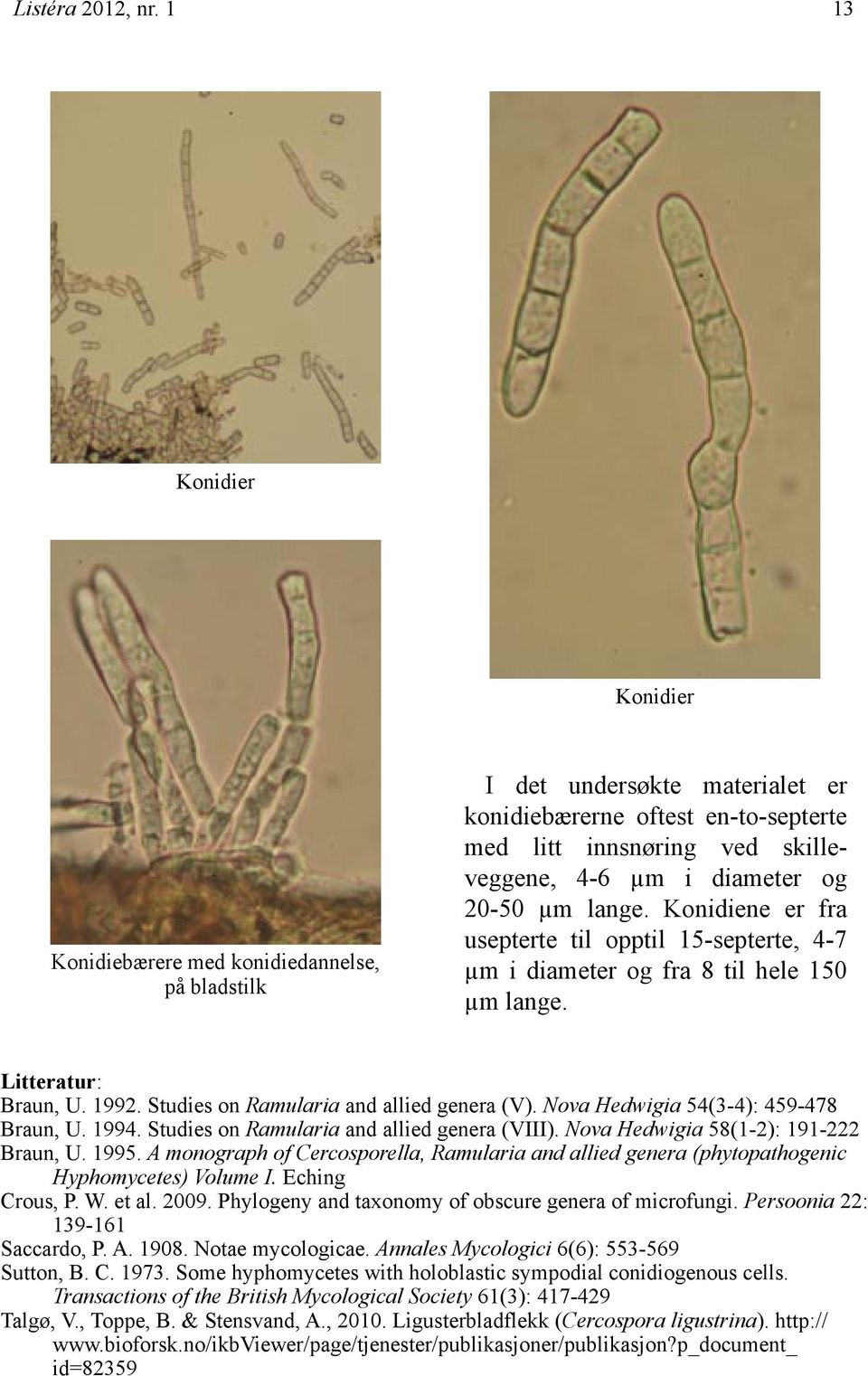 20-50 µm lange. Konidiene er fra usepterte til opptil 15-septerte, 4-7 µm i diameter og fra 8 til hele 150 µm lange. Litteratur: Braun, U. 1992. Studies on Ramularia and allied genera (V).