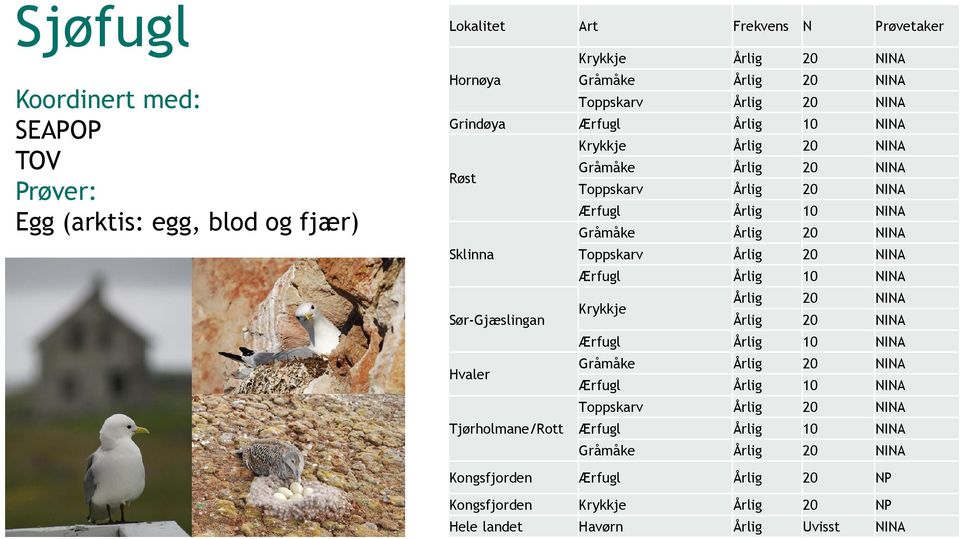 Toppskarv Årlig 20 NINA Ærfugl Årlig 10 NINA Årlig 20 NINA Krykkje Sør-Gjæslingan Årlig 20 NINA Ærfugl Årlig 10 NINA Hvaler Gråmåke Årlig 20 NINA Ærfugl Årlig 10 NINA
