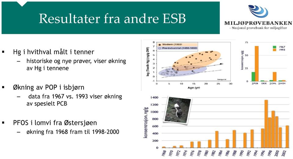 av POP i isbjørn data fra 1967 vs.