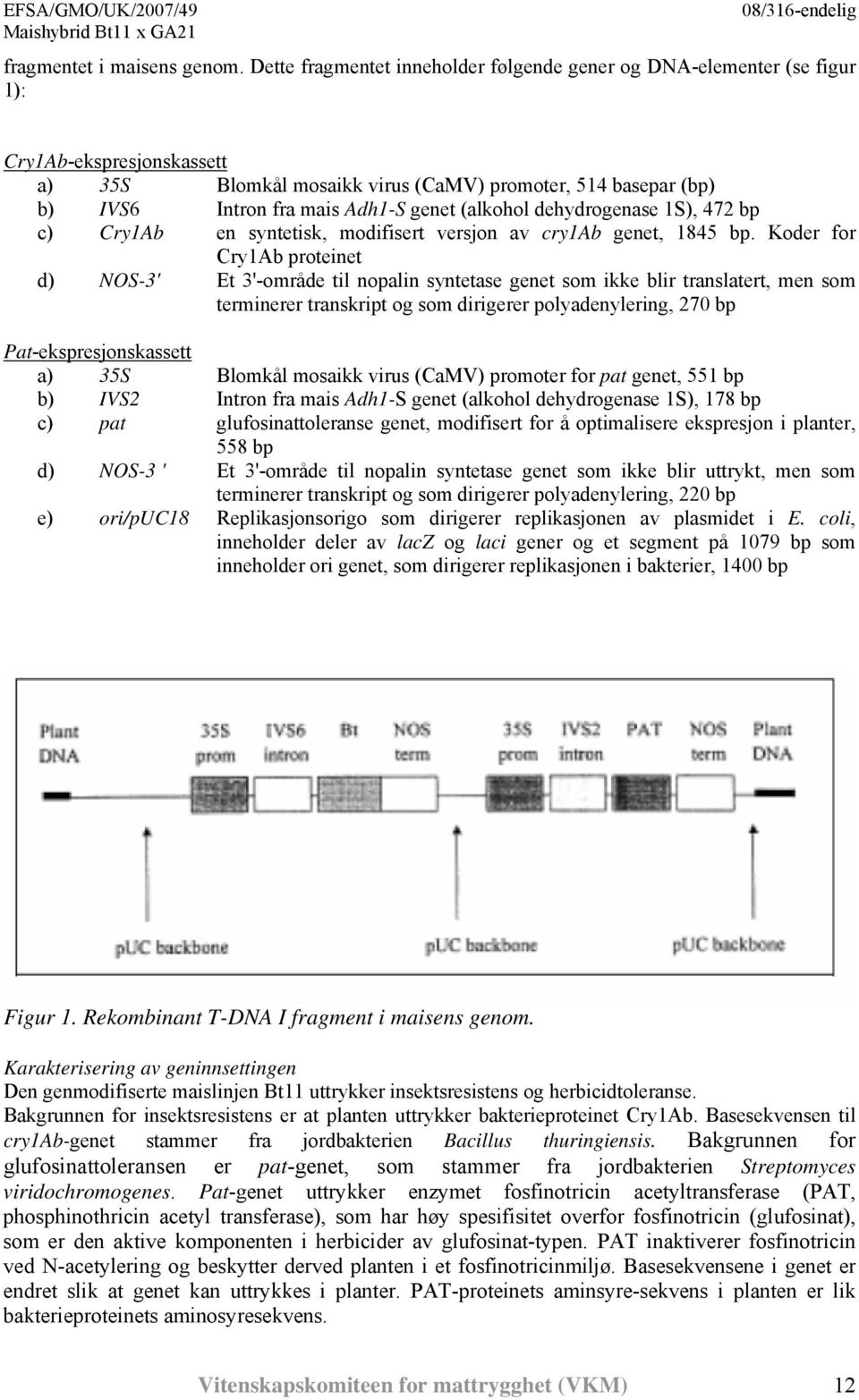 (alkohol dehydrogenase 1S), 472 bp c) Cry1Ab en syntetisk, modifisert versjon av cry1ab genet, 1845 bp.