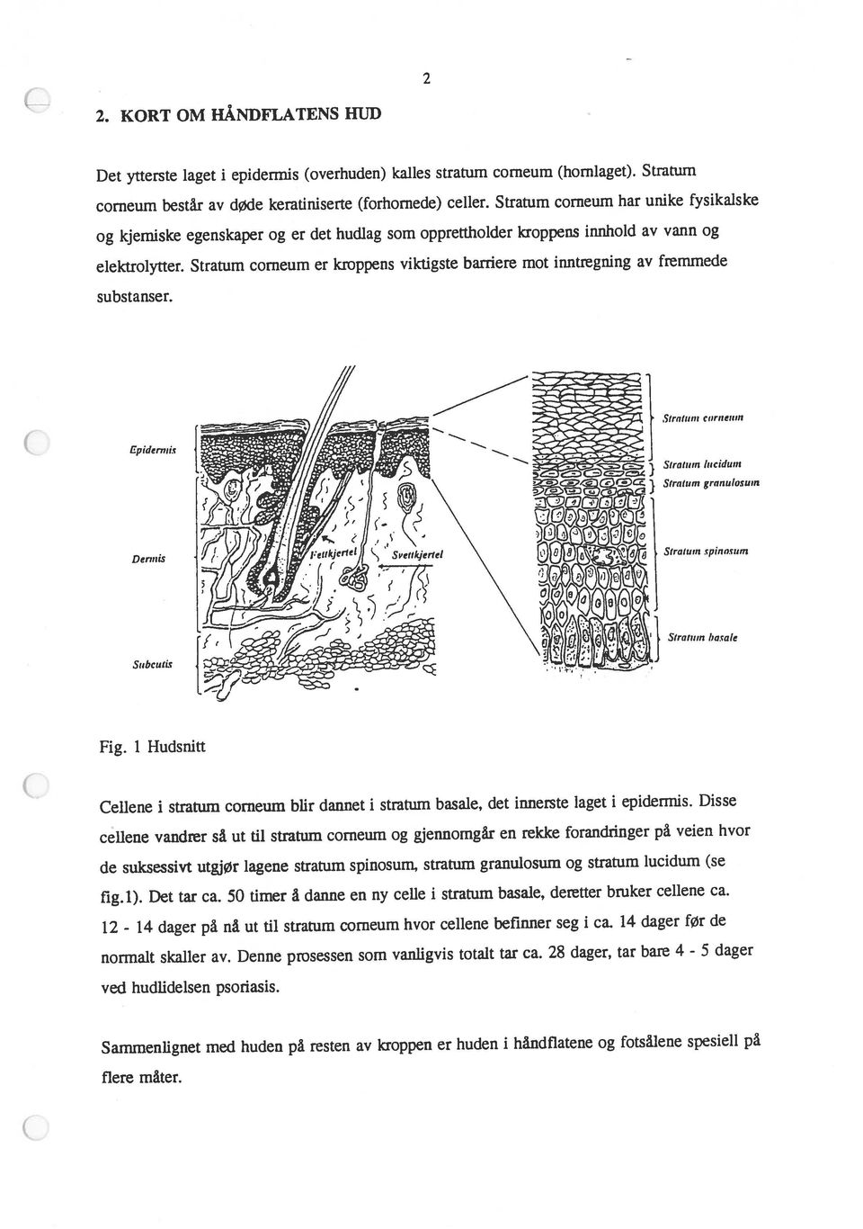 KORT OM HÅNI)FLATENS HUD cellene vandrer så ut til stratum corneum og gjennomgår en rekke forandringer på veien hvor corneum består av døde keratiniserte (forhornede) celler.