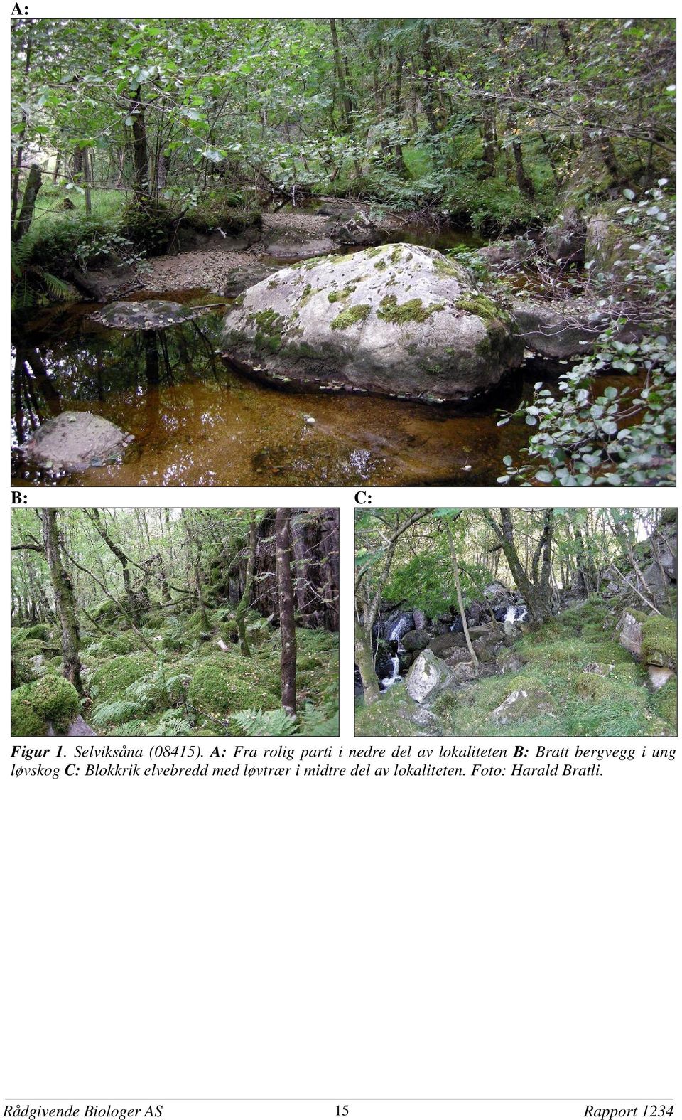 bergvegg i ung løvskog C: Blokkrik elvebredd med løvtrær