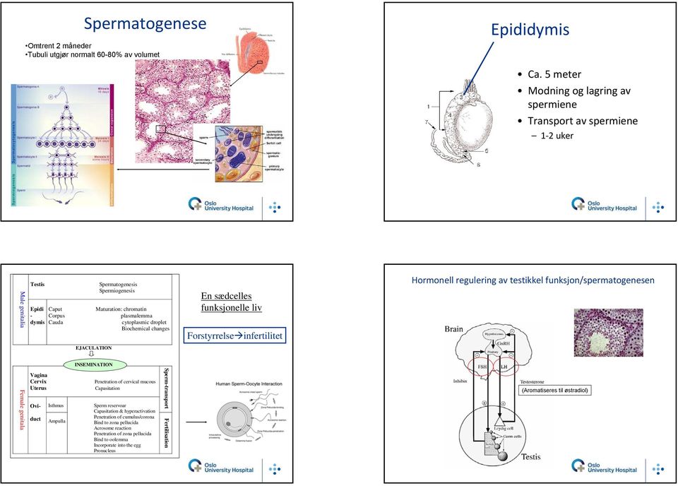 cytoplasmic droplet Biochemical changes EJACULATION En sædcelles funksjonelle liv Forstyrrelse infertilitet Hormonell regulering av testikkel funksjon/spermatogenesen INSEMINATION Female genitala