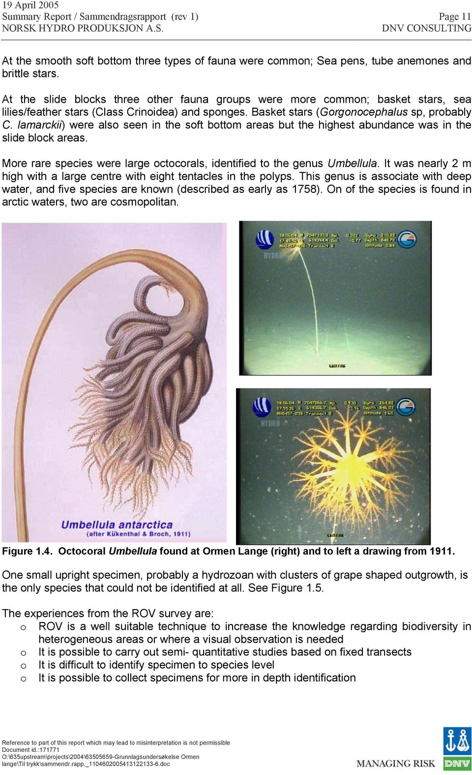 lamarckii) were also seen in the soft bottom areas but the highest abundance was in the slide block areas. More rare species were large octocorals, identified to the genus Umbellula.