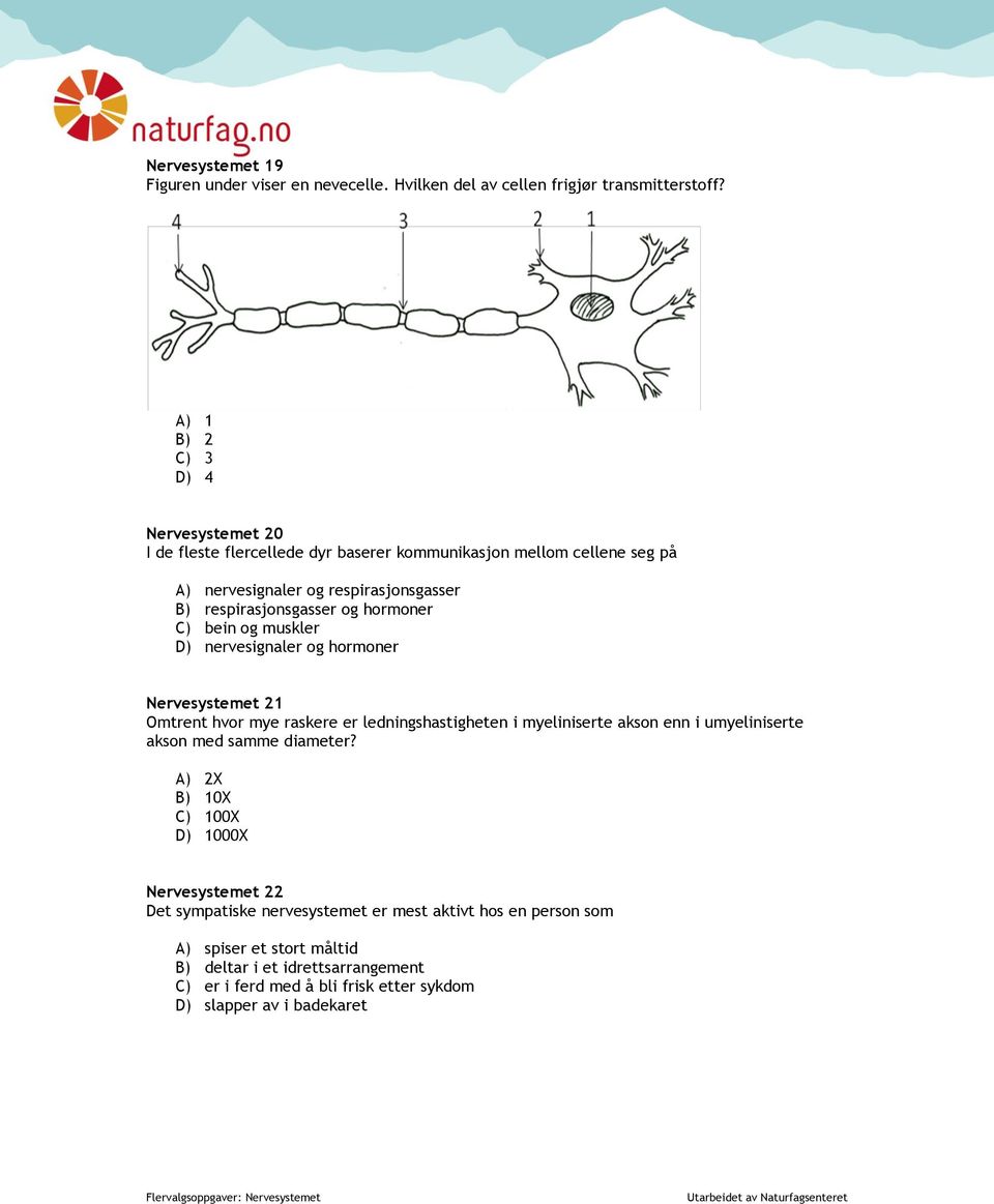 hormoner C) bein og muskler D) nervesignaler og hormoner Nervesystemet 21 Omtrent hvor mye raskere er ledningshastigheten i myeliniserte akson enn i umyeliniserte akson med