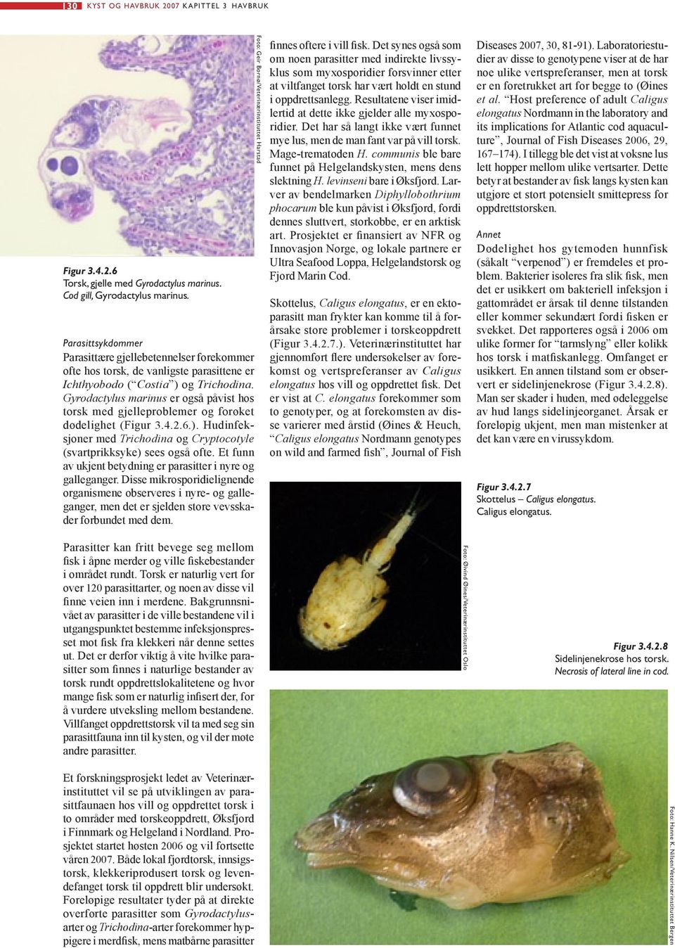 Gyrodactylus marinus er også påvist hos torsk med gjelleproblemer og forøket dødelighet (Figur 3.4.2.6.). Hudinfeksjoner med Trichodina og Cryptocotyle (svartprikksyke) sees også ofte.