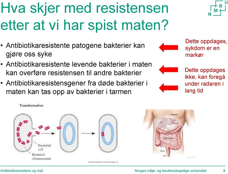 overføre resistensen til andre bakterier Antibiotikaresistensgener fra døde bakterier i maten kan tas opp av