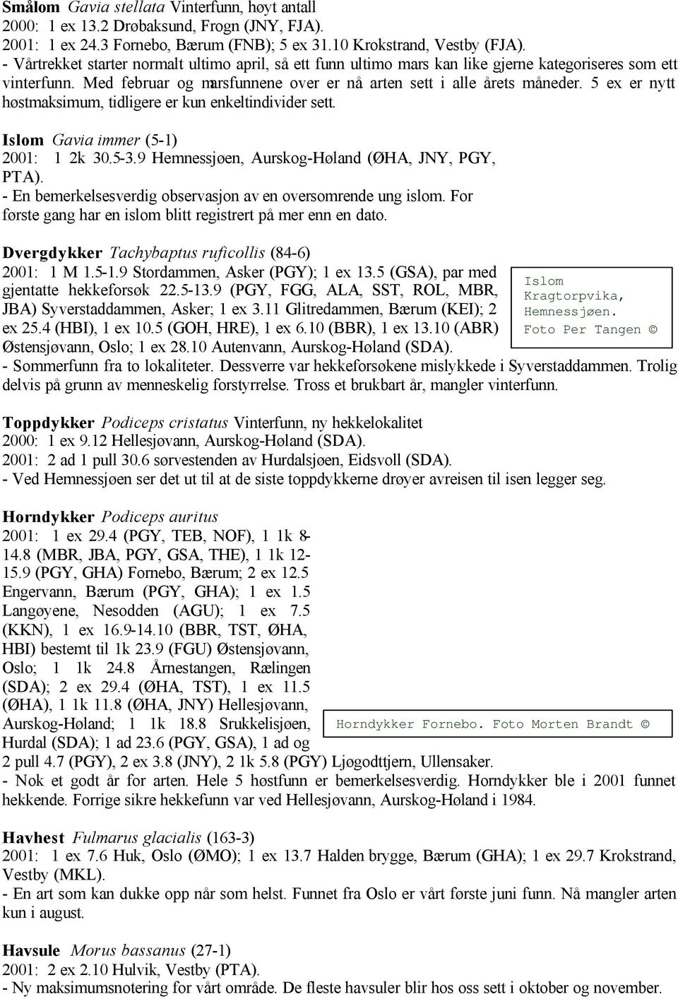 5 ex er nytt høstmaksimum, tidligere er kun enkeltindivider sett. Islom Gavia immer (5-1) 2001: 1 2k 30.5-3.9 Hemnessjøen, Aurskog-Høland (ØHA, JNY, PGY, PTA).