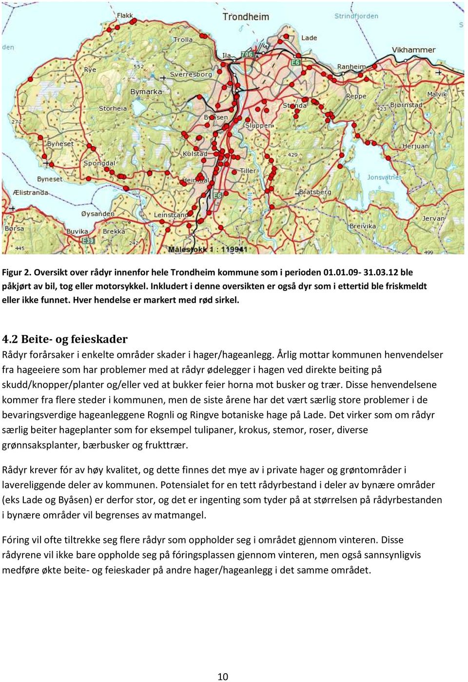 2 Beite- og feieskader Rådyr forårsaker i enkelte områder skader i hager/hageanlegg.