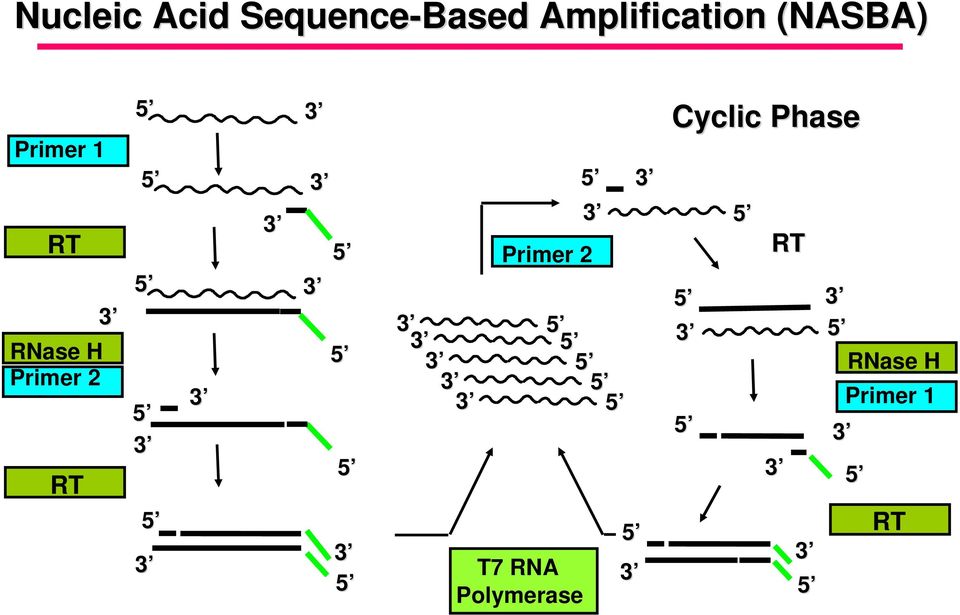 3 5 3 3 3 3 3 5 Primer 2 3 5 5 5 5 5 T7 RNA Polymerase 5