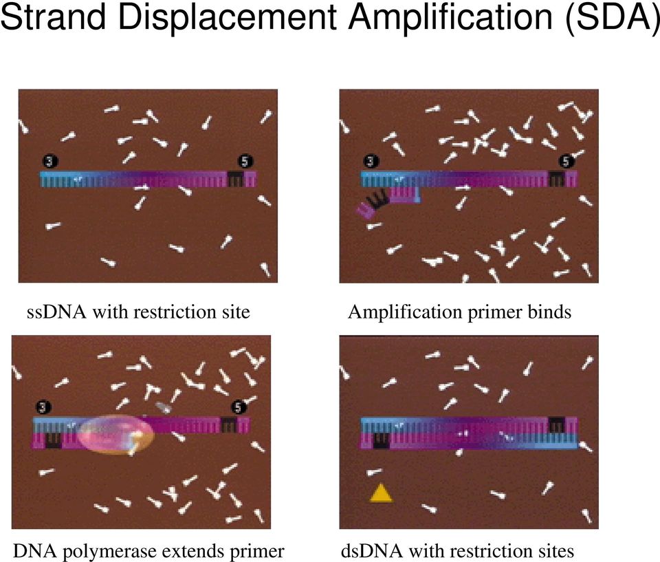 Amplification primer binds DNA