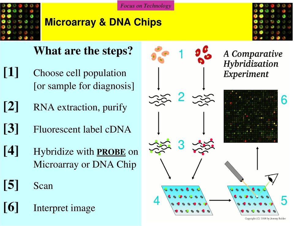 extraction, purify [3] Fluorescent label cdna [4] Hybridize