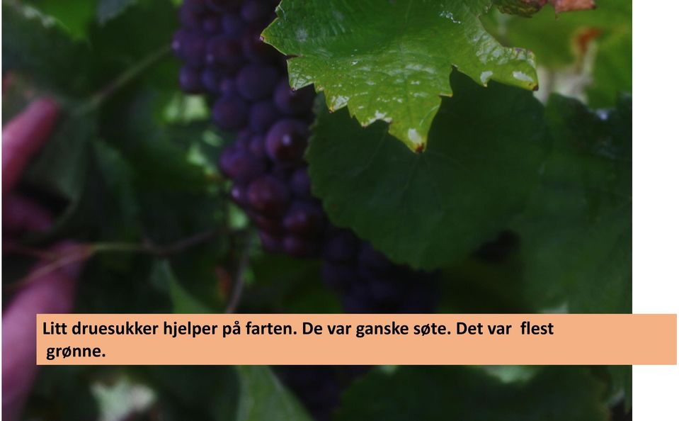 De var ganske søte.