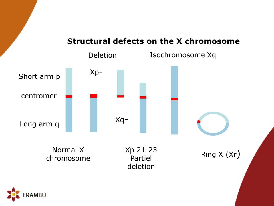 Xp- centromer Long arm q Xq- Normal X