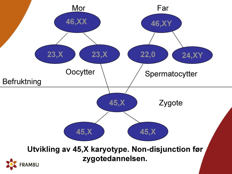 Zygote 45,X 45,X Utvikling av 45,X