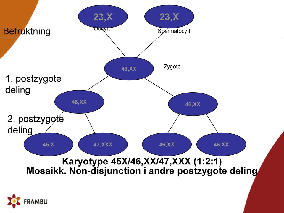 postzygote deling 45,X 47,XXX 46,XX 46,XX Karyotype