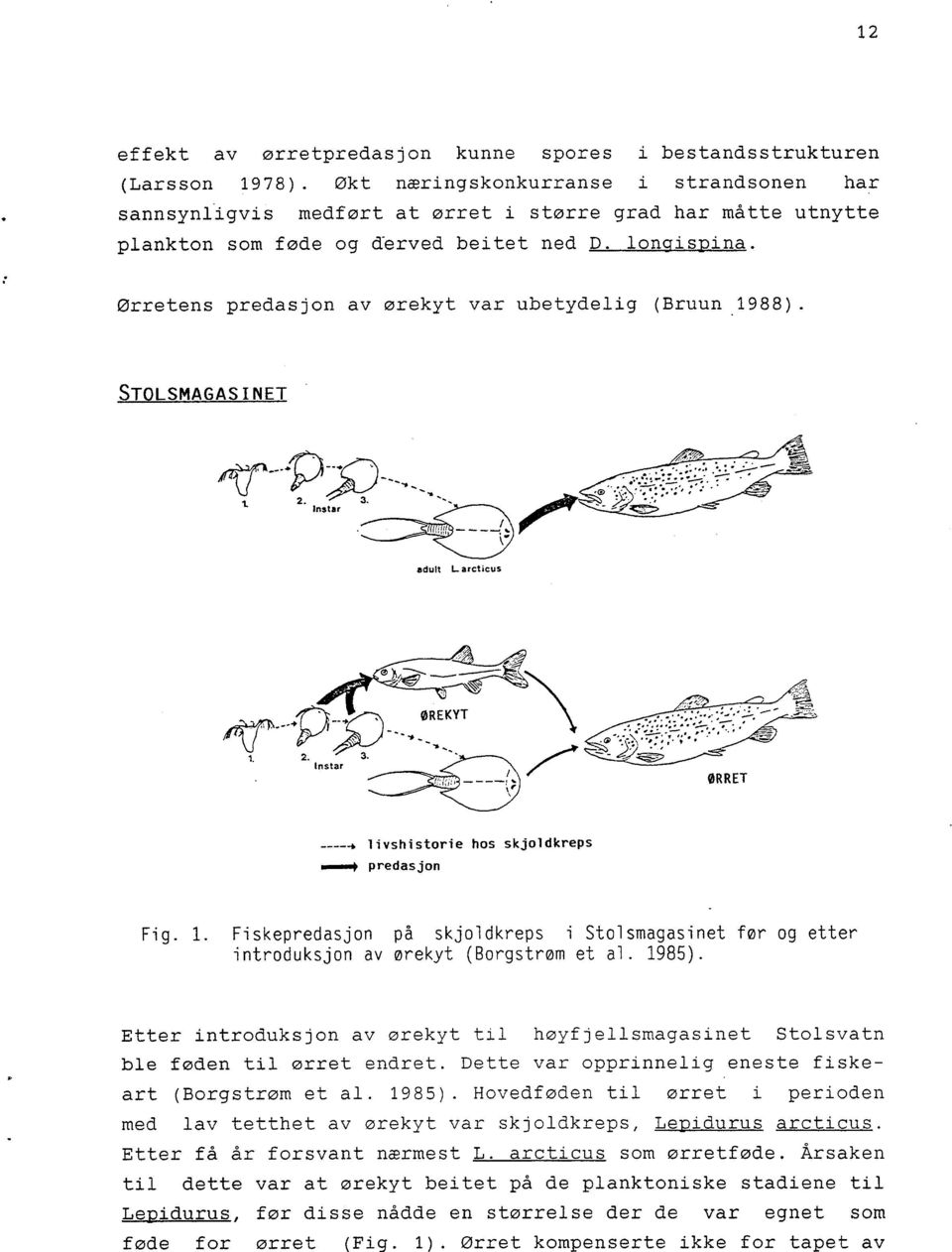 Ørretens predasjon av ørekyt var ubetydelig (Bruun 1988). STOLSMAGASINET adult Larcticus livshistorie hos skjoldkreps...y predas jon Fig. 1. Fiskepredasjon på skjoldkreps i Stolsmagasinet før og etter introduksjon av ørekyt (Borgstrøm et al.