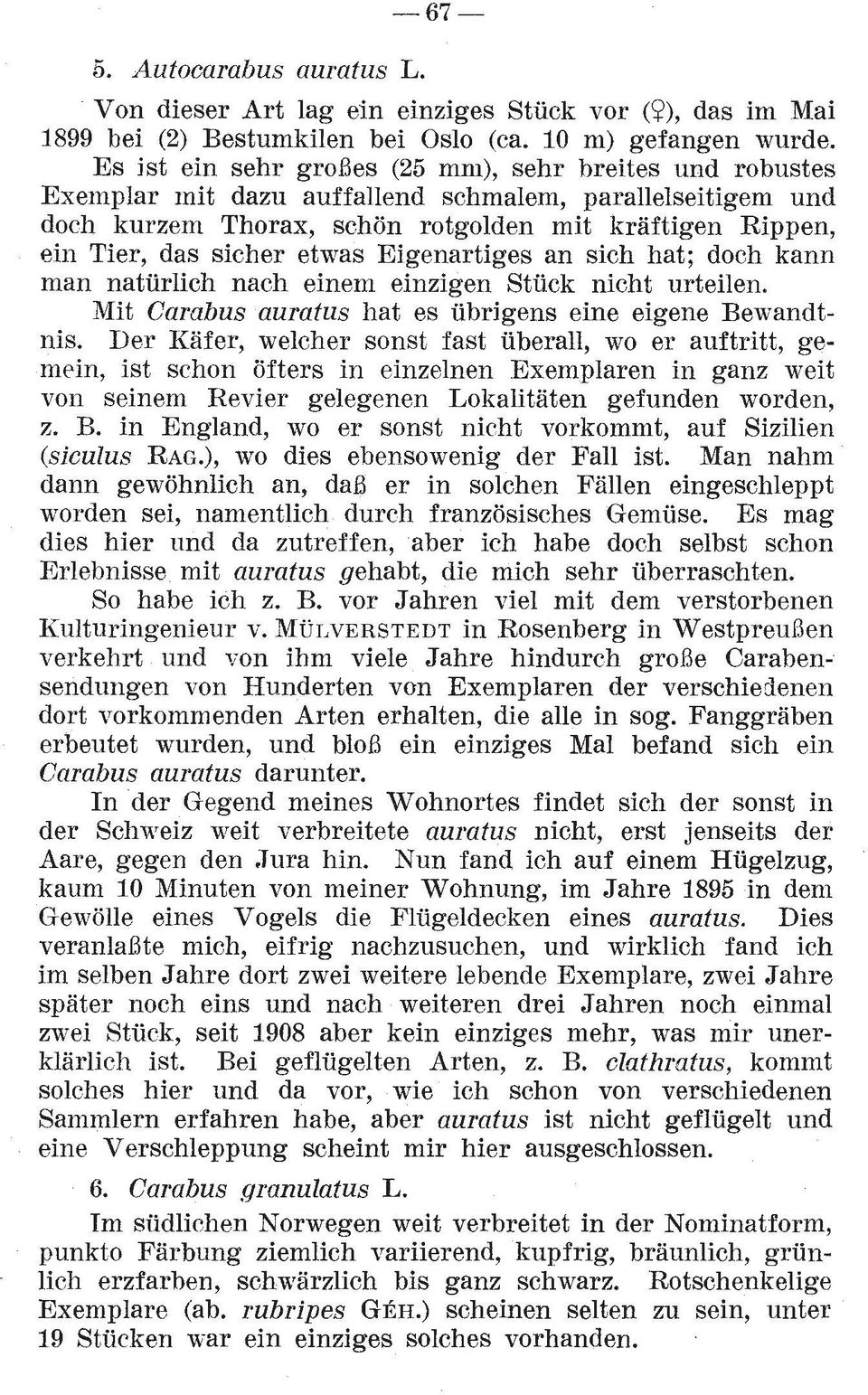 etwas Eigenartiges an sich hat; doch kann man naturlich nach einem einzigen Stuck nicht urteilen. Mit Carubus auratus hat es ubrigens eine eigene Bewandtnis.