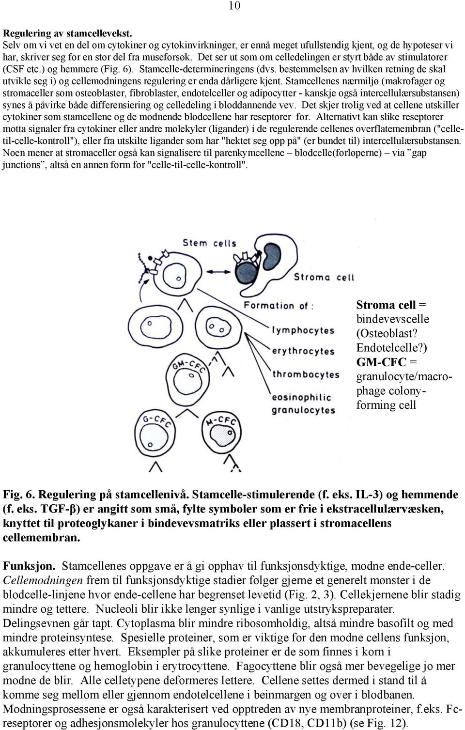 bestemmelsen av hvilken retning de skal utvikle seg i) og cellemodningens regulering er enda dårligere kjent.