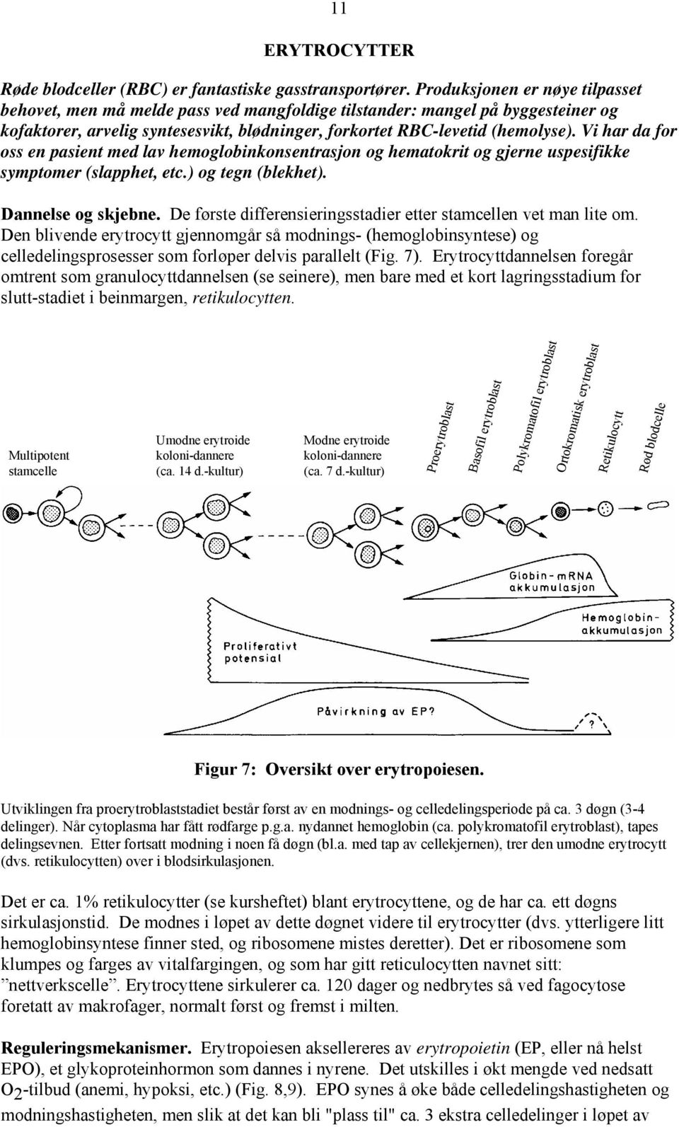 Vi har da for oss en pasient med lav hemoglobinkonsentrasjon og hematokrit og gjerne uspesifikke symptomer (slapphet, etc.) og tegn (blekhet). Dannelse og skjebne.