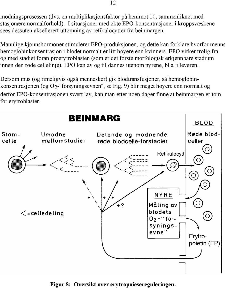 12 Mannlige kjønnshormoner stimulerer EPO-produksjonen, og dette kan forklare hvorfor menns hemoglobinkonsentrasjon i blodet normalt er litt høyere enn kvinners.