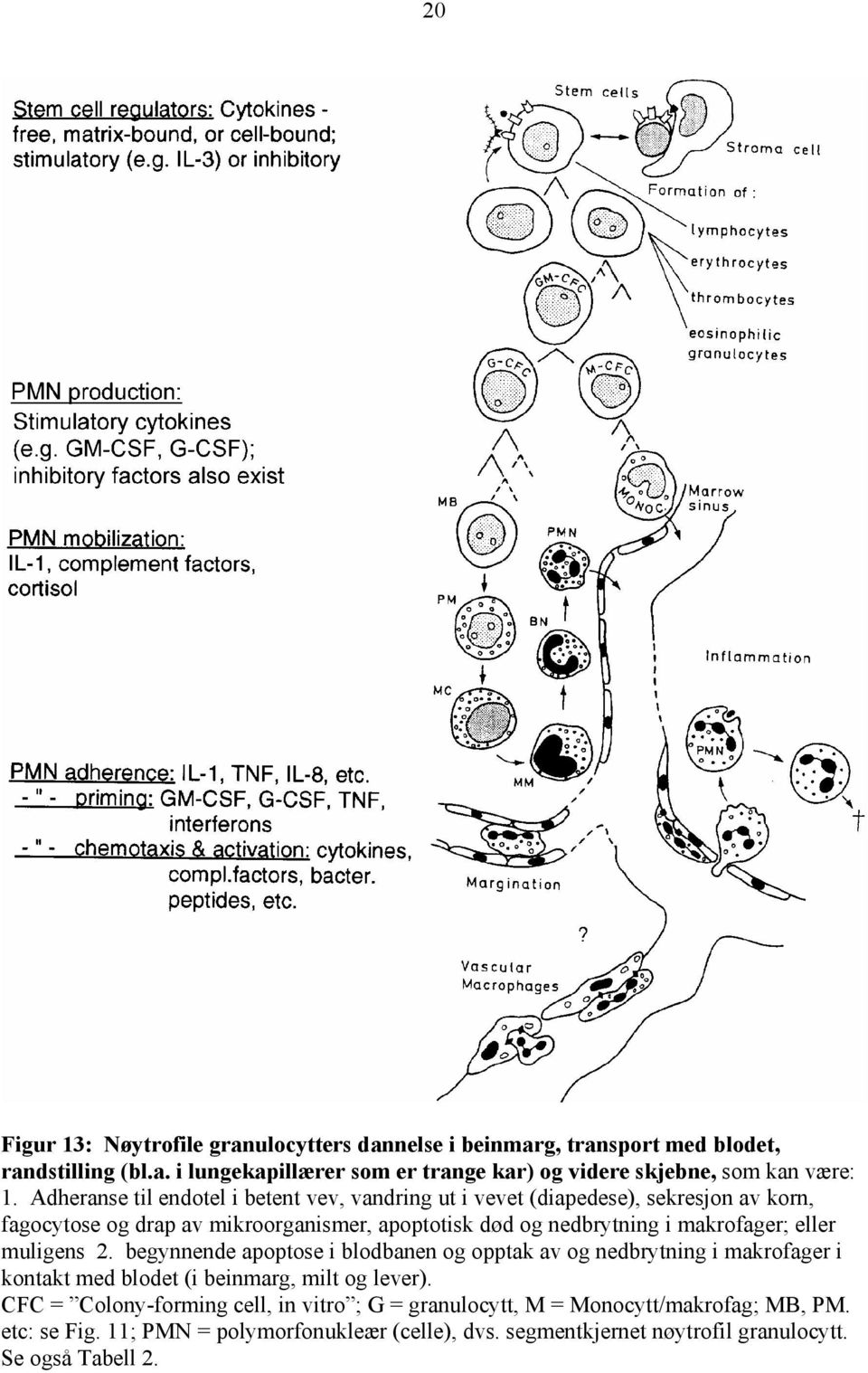 eller muligens 2. begynnende apoptose i blodbanen og opptak av og nedbrytning i makrofager i kontakt med blodet (i beinmarg, milt og lever).