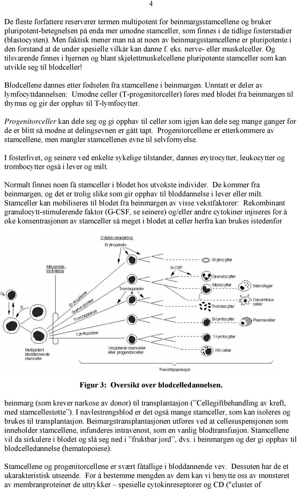 Og tilsvarende finnes i hjernen og blant skjelettmuskelcellene pluripotente stamceller som kan utvikle seg til blodceller! Blodcellene dannes etter fødselen fra stamcellene i beinmargen.