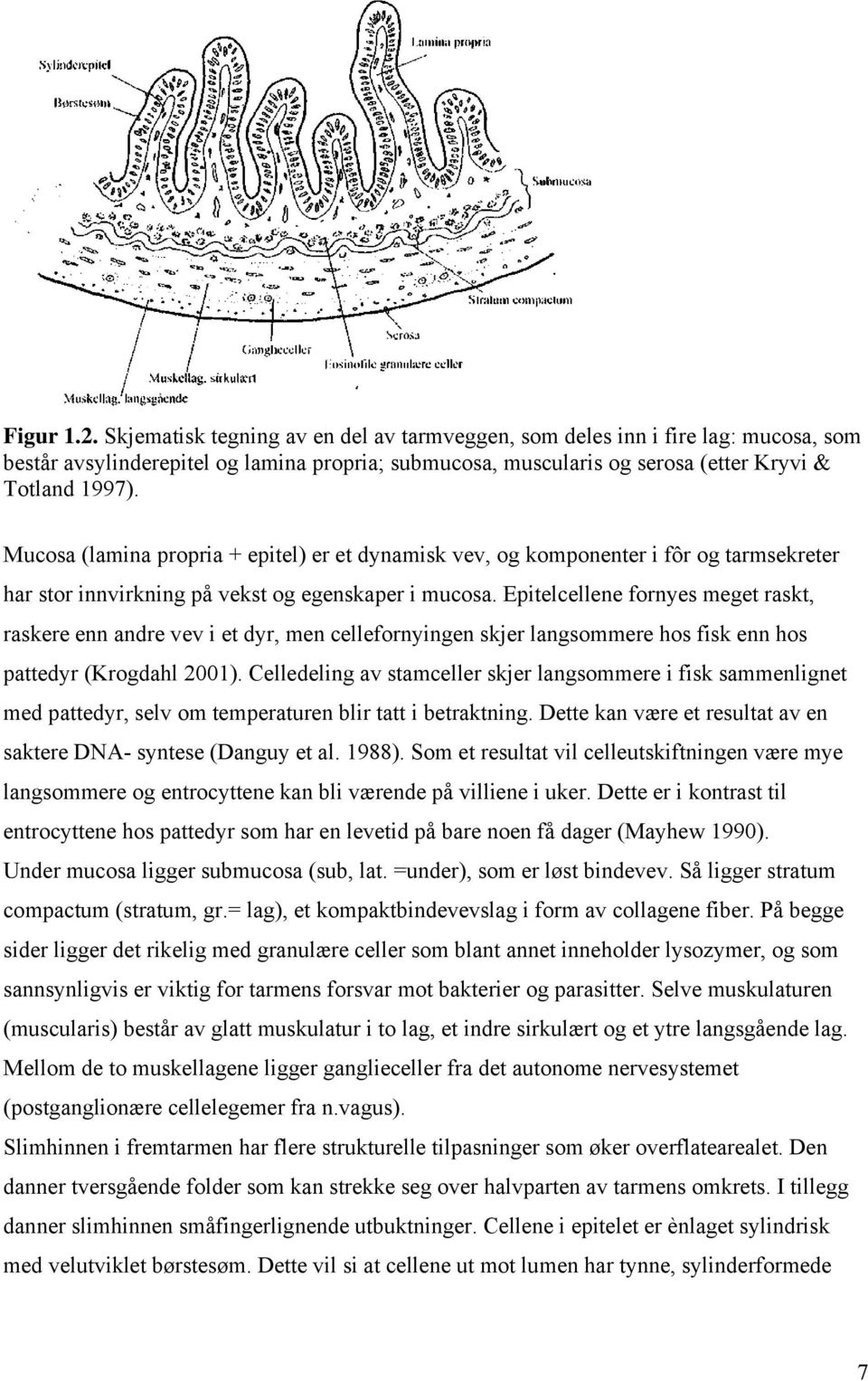 Epitelcellene fornyes meget raskt, raskere enn andre vev i et dyr, men cellefornyingen skjer langsommere hos fisk enn hos pattedyr (Krogdahl 2001).