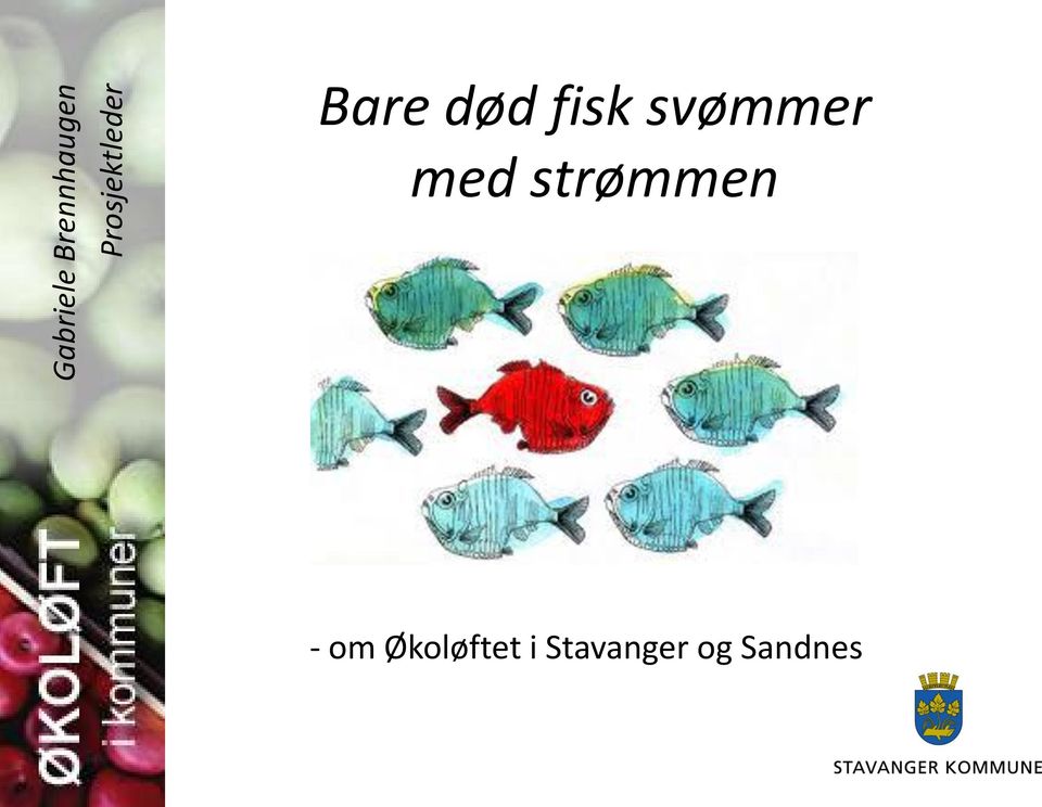 fisk svømmer med strømmen