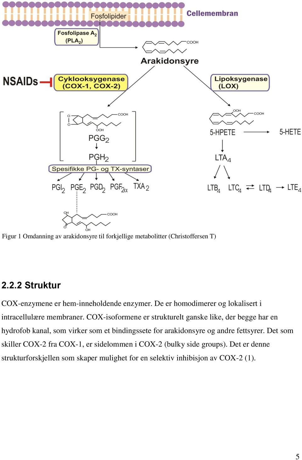 COX-isoformene er strukturelt ganske like, der begge har en hydrofob kanal, som virker som et bindingssete for arakidonsyre og