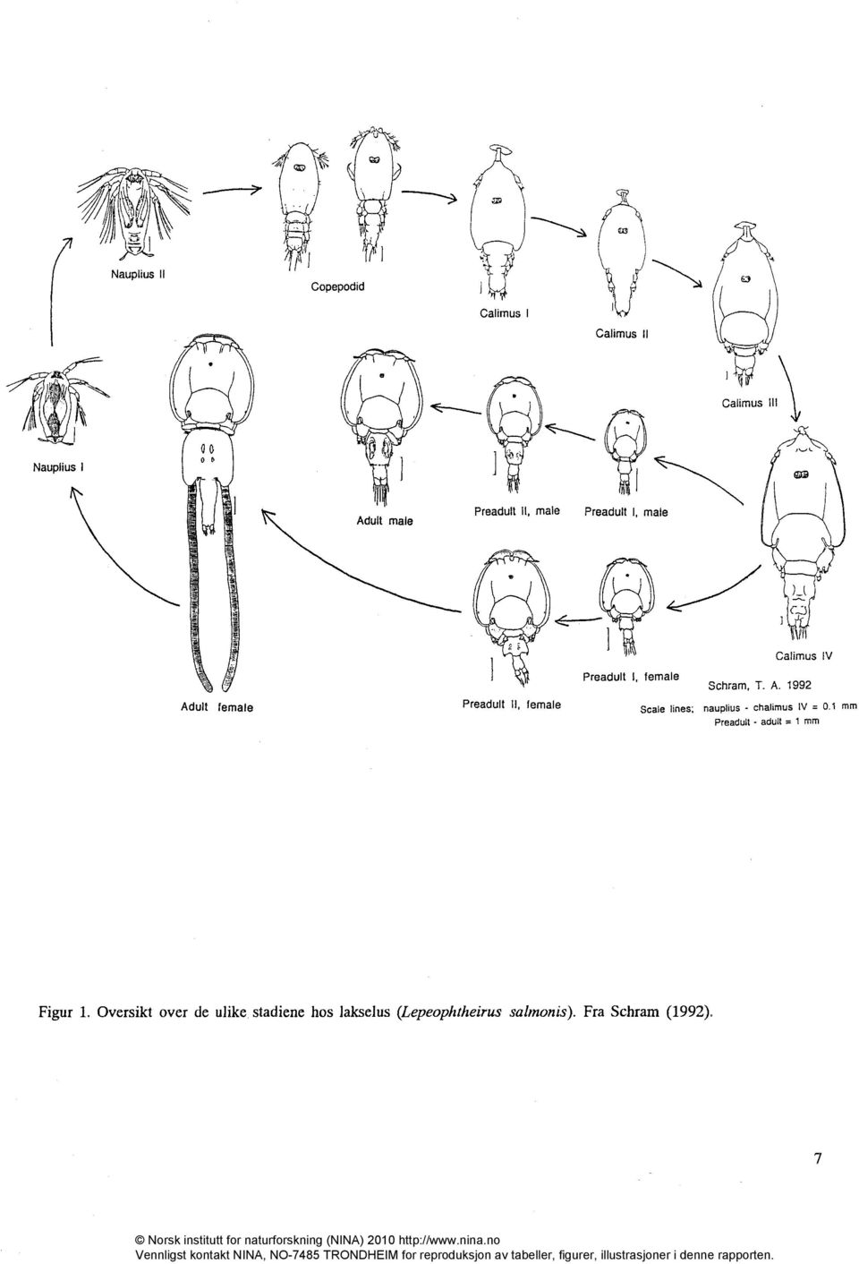 Adult female g Preadult II, female Preadult I, female Calimus IV Schram, T. A.