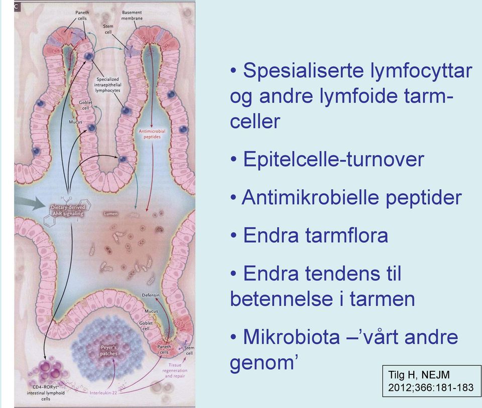 peptider Endra tarmflora Endra tendens til