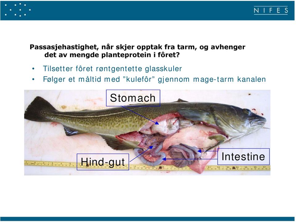 Tilsetter fôret røntgentette glasskuler Følger et