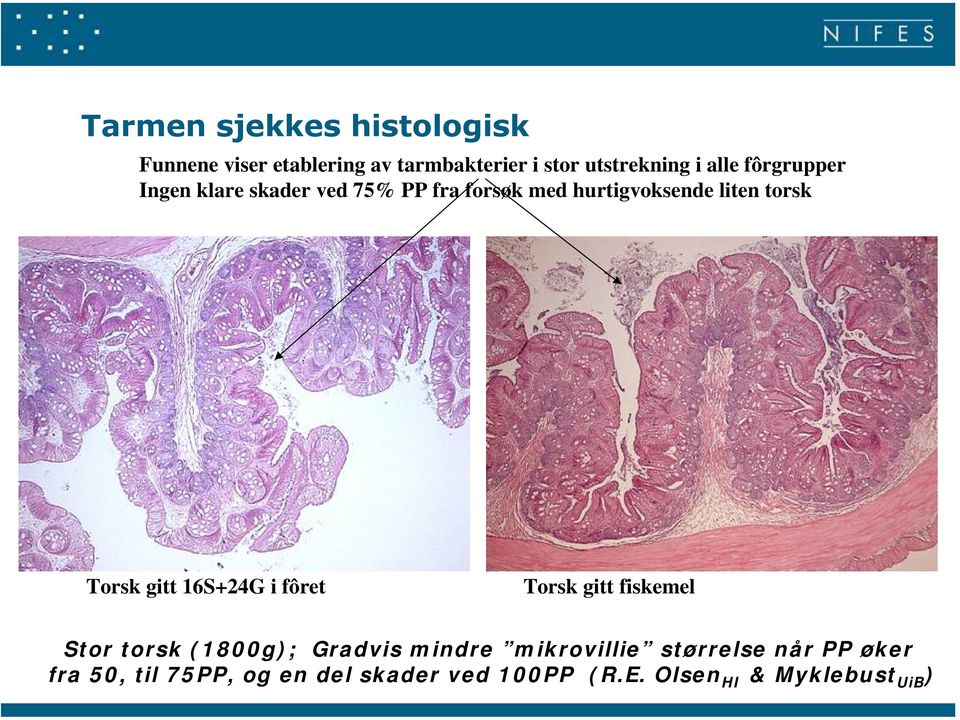 Torsk gitt 16S+24G i fôret Torsk gitt fiskemel Stor torsk (18g); Gradvis mindre mikrovillie