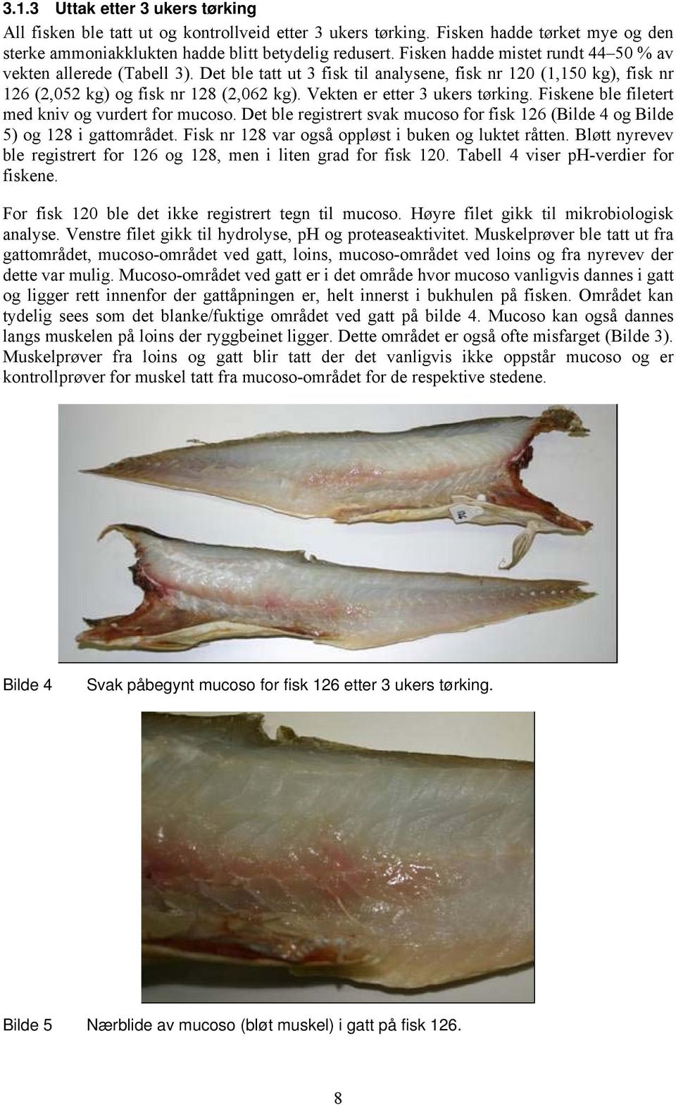 Vekten er etter 3 ukers tørking. Fiskene ble filetert med kniv og vurdert for mucoso. Det ble registrert svak mucoso for fisk 126 (Bilde 4 og Bilde 5) og 128 i gattområdet.