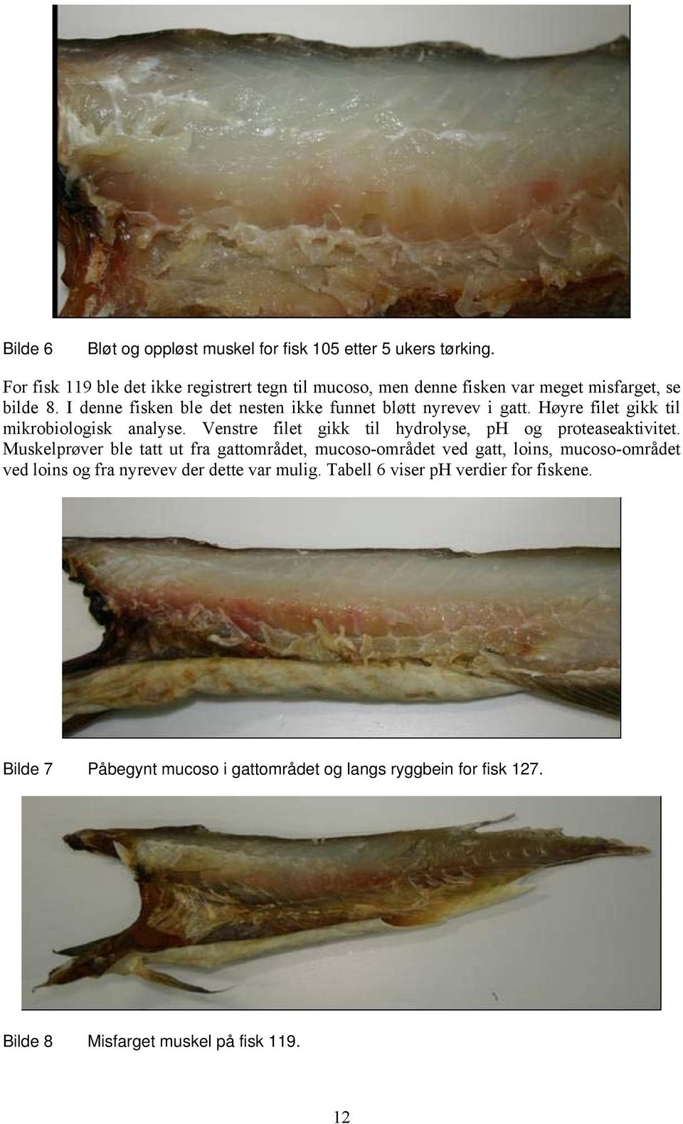 I denne fisken ble det nesten ikke funnet bløtt nyrevev i gatt. Høyre filet gikk til mikrobiologisk analyse.