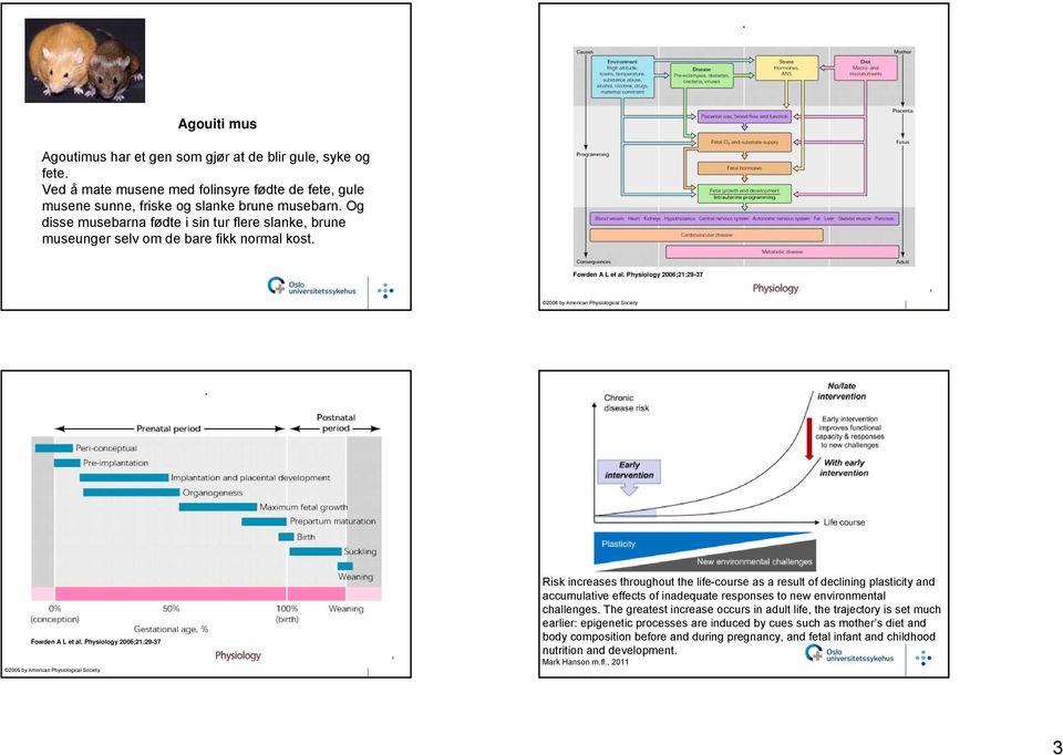 Physiology 2006;21:29-37 2006 by American Physiological Society. Fowden A L et al.