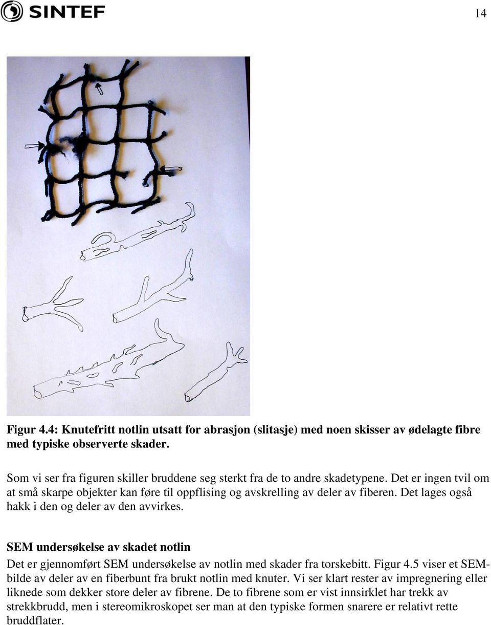 Det lages også hakk i den og deler av den avvirkes. SEM undersøkelse av skadet notlin Det er gjennomført SEM undersøkelse av notlin med skader fra torskebitt. Figur 4.