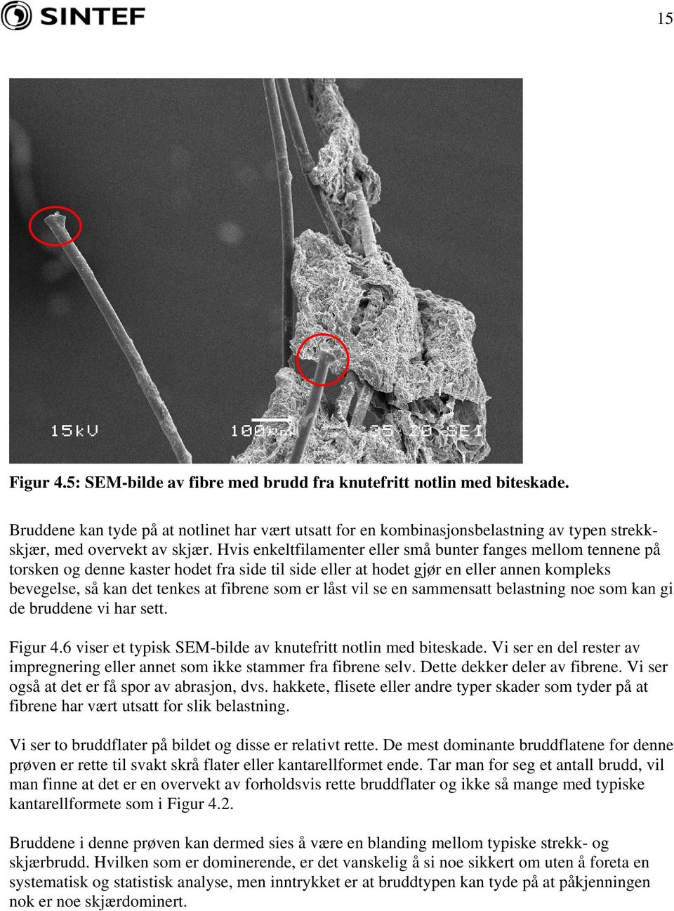 Hvis enkeltfilamenter eller små bunter fanges mellom tennene på torsken og denne kaster hodet fra side til side eller at hodet gjør en eller annen kompleks bevegelse, så kan det tenkes at fibrene som