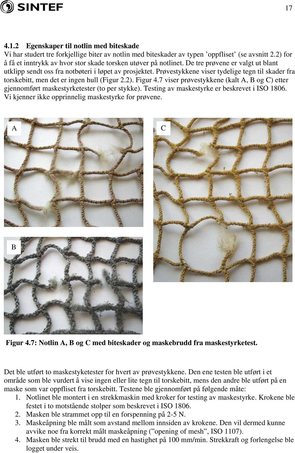 Prøvestykkene viser tydelige tegn til skader fra torskebitt, men det er ingen hull (Figur 2.2). Figur 4.7 viser prøvestykkene (kalt A, B og C) etter gjennomført maskestyrketester (to per stykke).