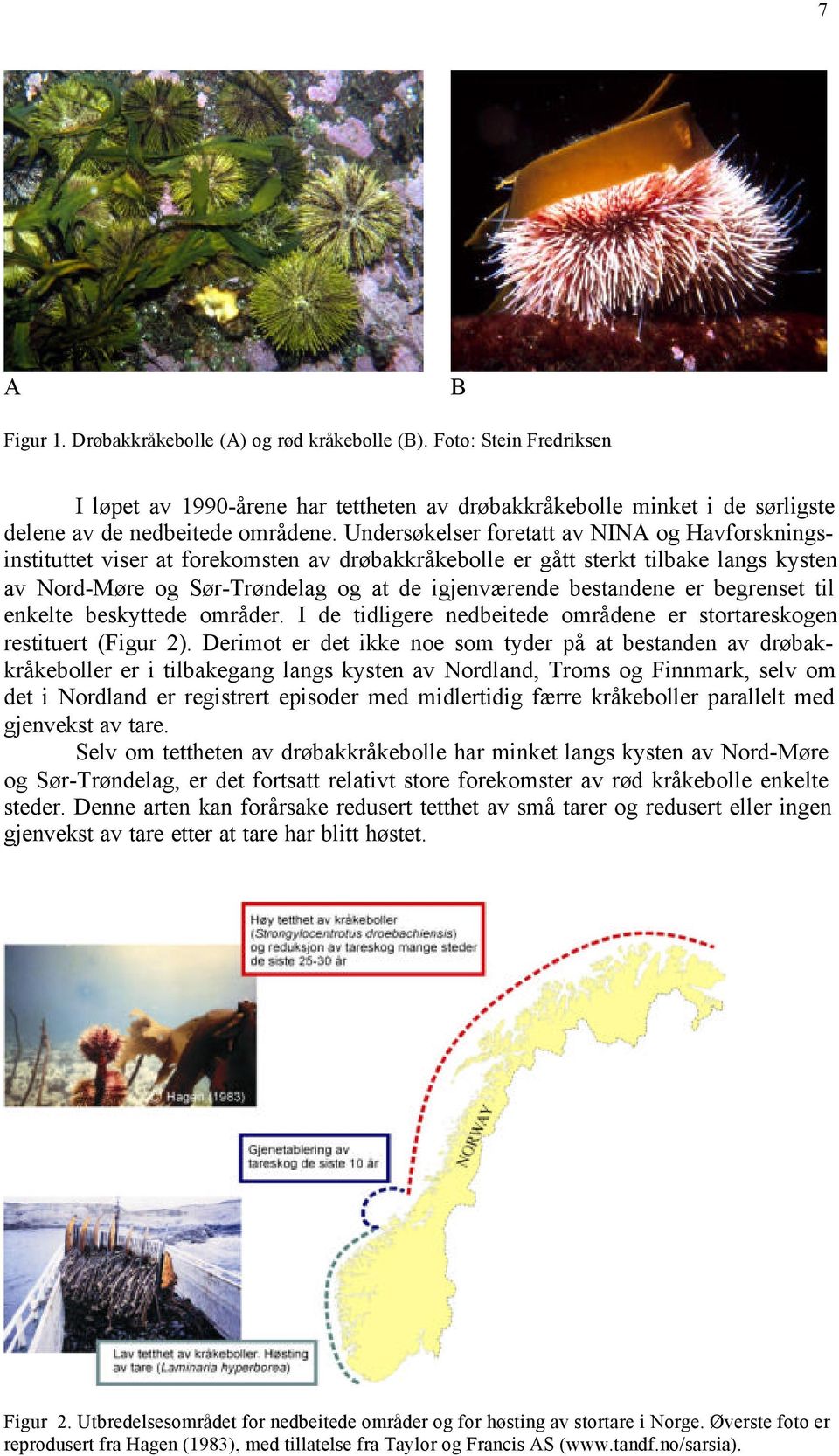 er begrenset til enkelte beskyttede områder. I de tidligere nedbeitede områdene er stortareskogen restituert (Figur 2).