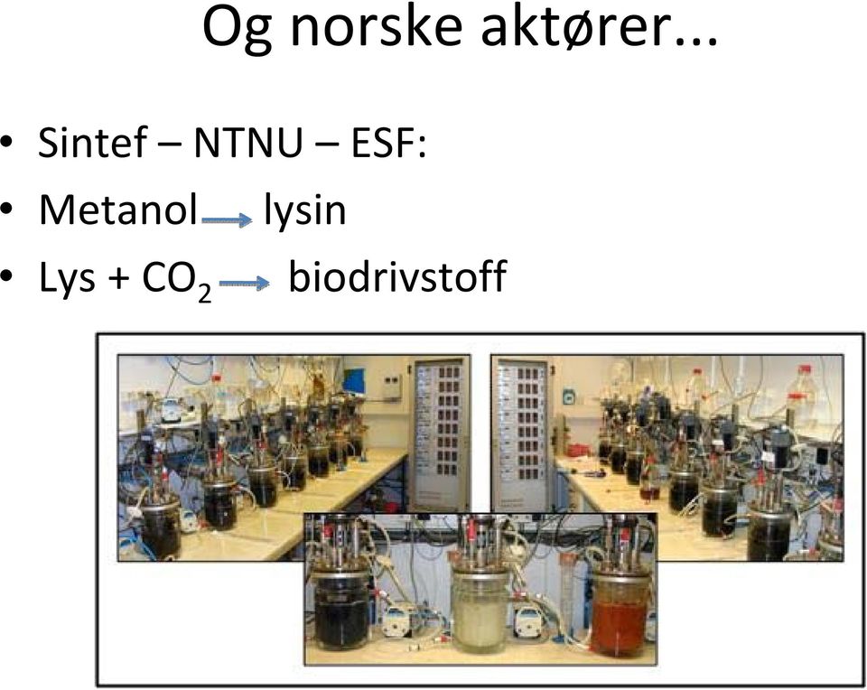 ESF: Metanol lysin