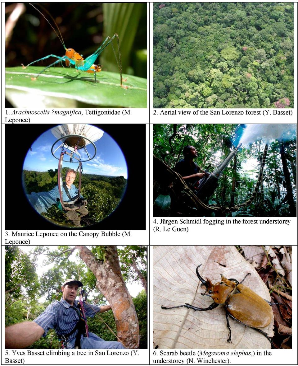 Maurice Leponce on the Canopy Bubble (M. Leponce) 4.