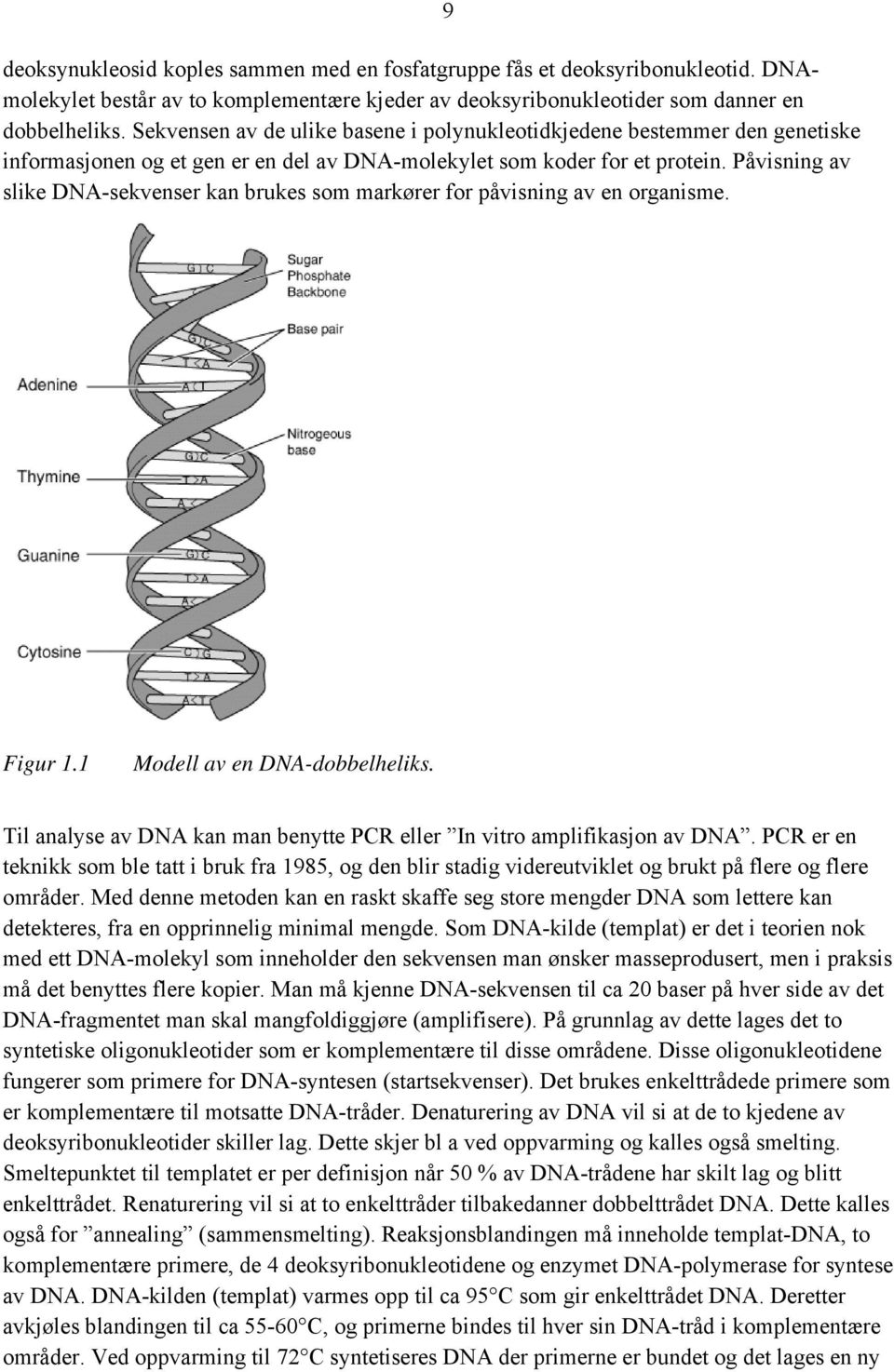 Påvisning av slike DNA-sekvenser kan brukes som markører for påvisning av en organisme. 9 Figur 1.1 Modell av en DNA-dobbelheliks.