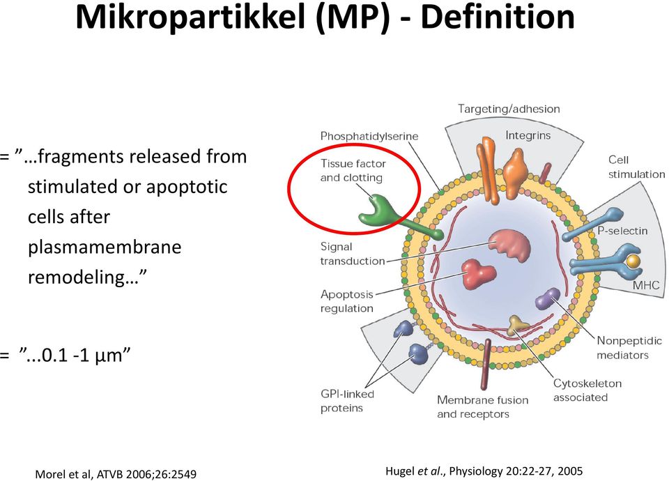 plasmamembrane remodeling =...0.