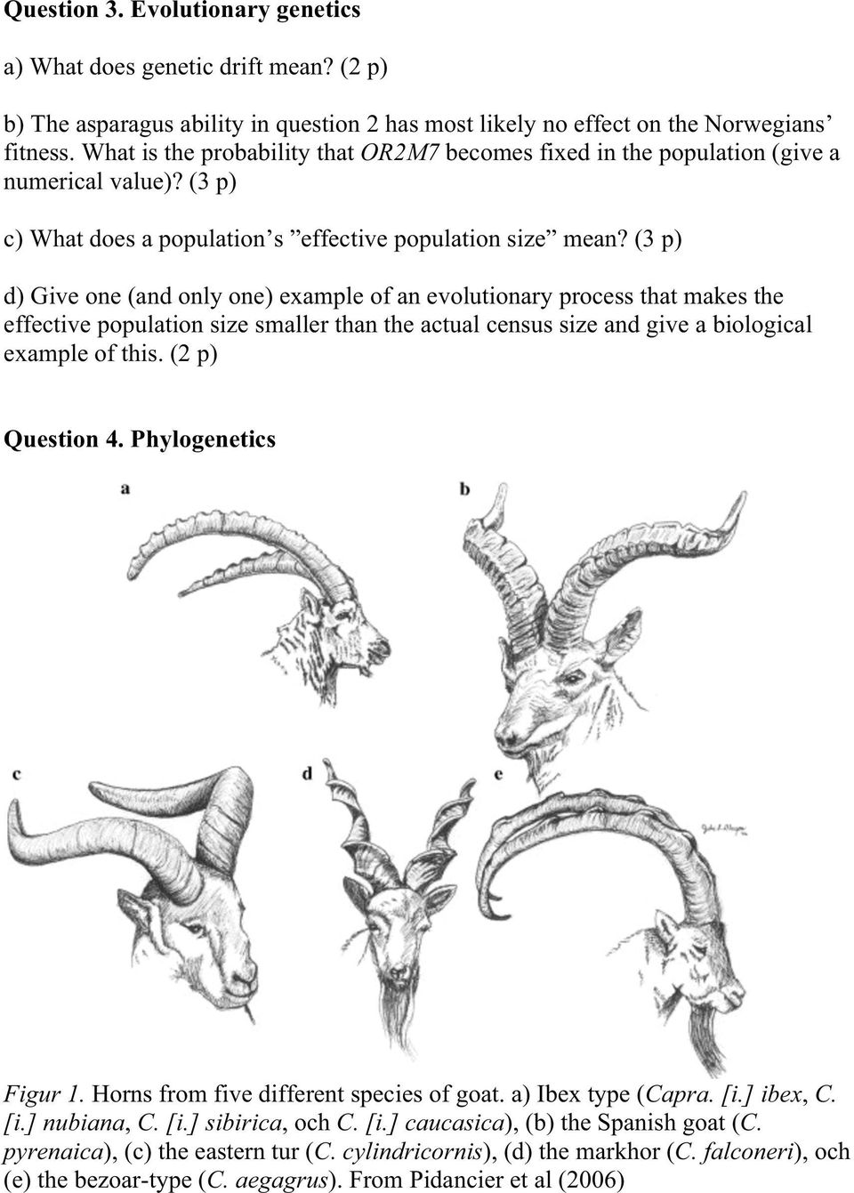 (3 p) d) Give one (and only one) example of an evolutionary process that makes the effective population size smaller than the actual census size and give a biological example of this.