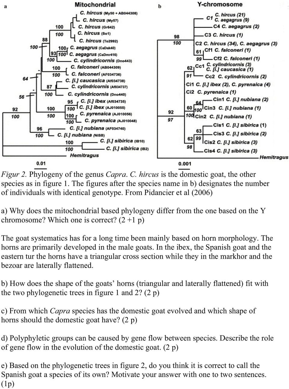 From Pidancier et al (2006) a) Why does the mitochondrial based phylogeny differ from the one based on the Y chromosome? Which one is correct?