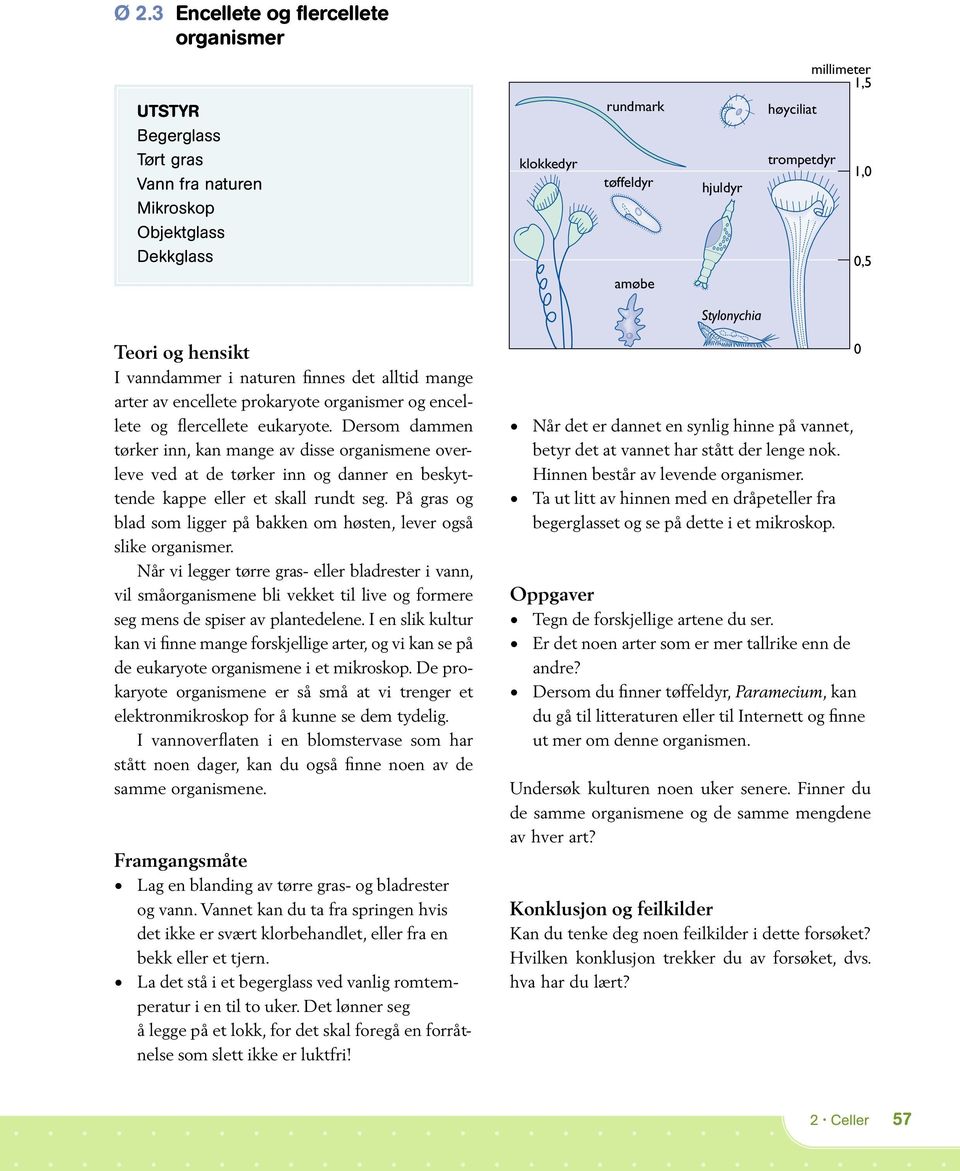 0,5 Stylonychia Teori og hensikt I vanndammer i naturen finnes det alltid mange arter av encellete prokaryote organismer og encellete og flercellete eukaryote.
