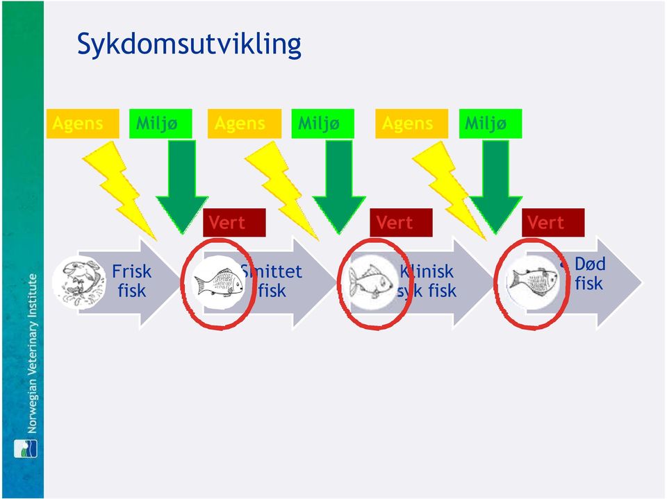 Vert Vert Frisk fisk Smittet