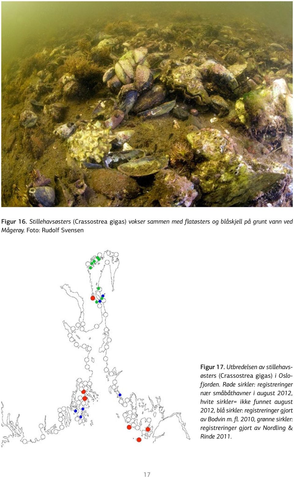 Foto: Rudolf Svensen Figur 17. Utbredelsen av stillehavsøsters (Crassostrea gigas) i Oslofjorden.